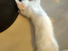 -平行世界·猫咖(首经贸店)
