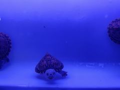 -华声天桥民俗文化园