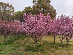 -中国浦东干部学院