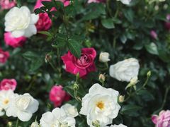 -人民公园(罗湖区)