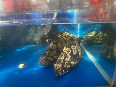 -有喜胶东小馆(太申祥和店)