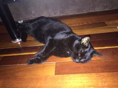 -爱侣宠医·鹦鹉专科·小型哺乳类·异宠专科(灵石路店)