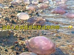 -日照海滨国家森林公园