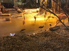 景观位-白虎自助餐厅·真老虎·景观自助餐厅(广州长隆酒店)