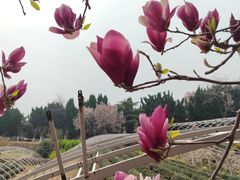 -石老人观光园