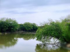 -上海吴淞炮台湾国家湿地公园