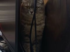 -宠颐生宠物医院·心肾内科·猫专科诊疗中心宠巢店