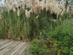 -田园东方蜜桃村的田野营地