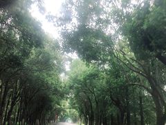 -上海海湾国家森林公园