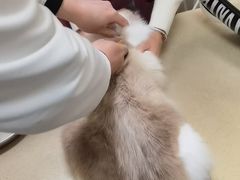 -艾贝尔宠物医院 ·内科全科(梁溪路店)