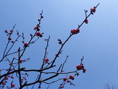 -红梅公园