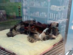 -FAELING PETS美天灵宠物(合生汇店)