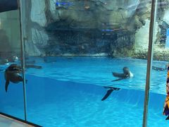 -帝企鹅自助餐厅•儿童岛•真企鹅(长隆企鹅酒店)