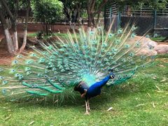 -昆明动物园
