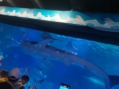 -烟台海昌鲸鲨海洋公园