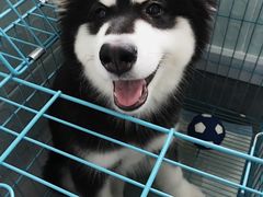 -翊宠yipet猫狗购宠庄园犬舍•猫舍