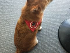 -柴源莊·柴小宠柴犬咖啡
