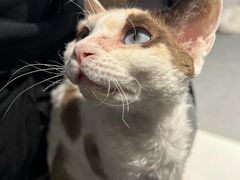 -琪喵猫屋·撸猫猫咖·猫舍