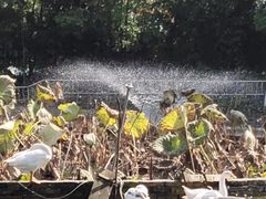 -三圣花乡旅游区