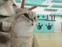 -萌喵宠狗爱心宠咖