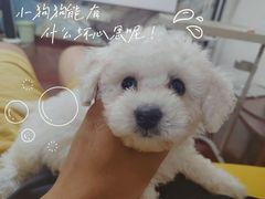 -关爱宠物医院·猫科中心·消化科(滨湖万达分院)