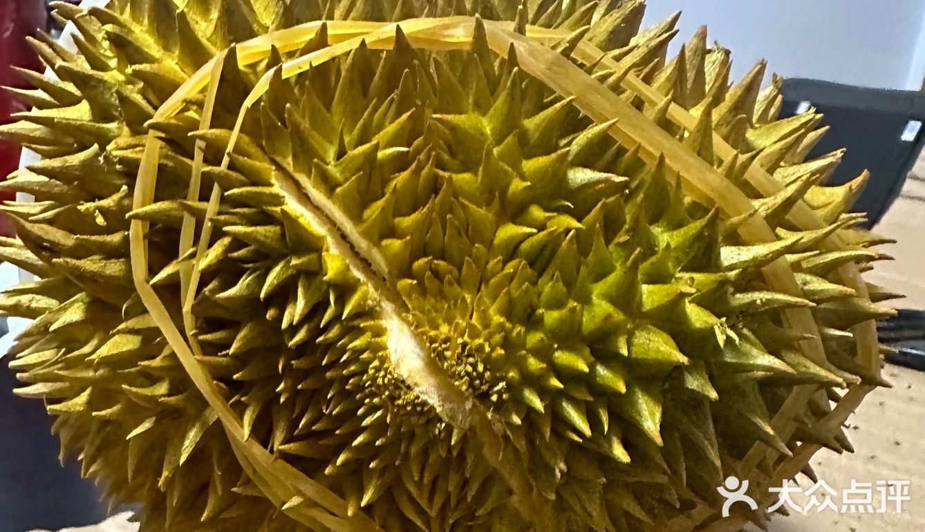 520开出报恩榴莲……