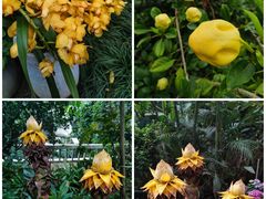 -中国科学院华南植物园