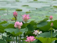 -丁香湖公园