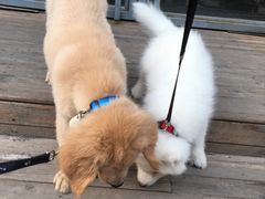 -百好乐宠物友好餐厅(朝外大街店)