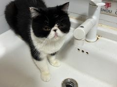 -猫小院猫主题餐厅(南锣旗舰店)