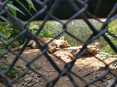 -大连森林动物园