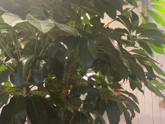 -懒人盐府人家·自贡大麻鱼(安贞店)