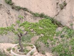 -六里坪国家森林公园