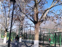 -莲花池公园