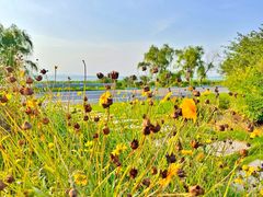 -西京湾花海