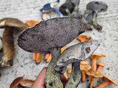 -铁山坪森林公园