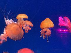 -南昌融创海世界