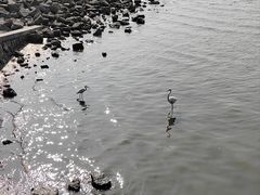 -深圳湾公园(南山区)