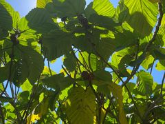 -墨尔本皇家植物园