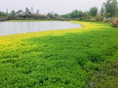 -桤木河湿地公园