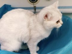 -纳吉亚猫专科动物医院·北北分院
