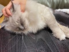 -滚猫咖啡·猫咖·猫友好撸猫(未来城店)