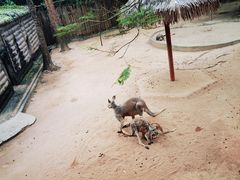 -深圳野生动物园