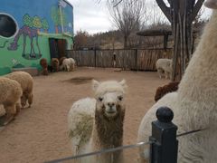 -鄂尔多斯野生动物园