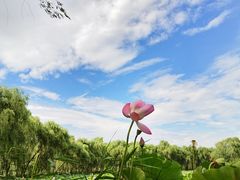 -东郊湿地公园