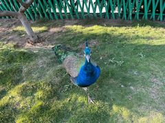 -西霞口神雕山野生动物世界