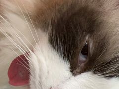 -纳吉亚猫专科动物诊疗中心(蒋宅口分院)