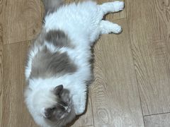 -1013 PET SHOP精品宠物商店(丁香店)