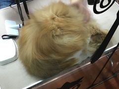 -鑫艺宠物美容培训学校