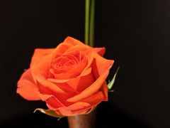 -觀芷隐轩